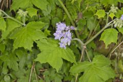 Appendaged Waterleaf, Hydrophyllum appendiculatum