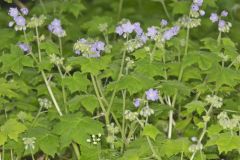 Appendaged Waterleaf, Hydrophyllum appendiculatum