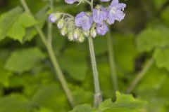 Appendaged Waterleaf, Hydrophyllum appendiculatum