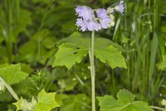 Appendaged Waterleaf, Hydrophyllum appendiculatum