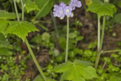 Appendaged Waterleaf, Hydrophyllum appendiculatum