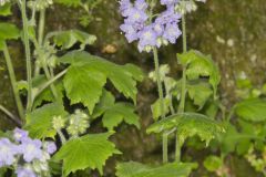 Appendaged Waterleaf, Hydrophyllum appendiculatum