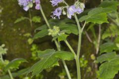 Appendaged Waterleaf, Hydrophyllum appendiculatum