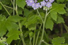 Appendaged Waterleaf, Hydrophyllum appendiculatum