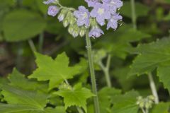 Appendaged Waterleaf, Hydrophyllum appendiculatum