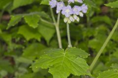 Appendaged Waterleaf, Hydrophyllum appendiculatum