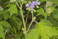 Appendaged Waterleaf, Hydrophyllum appendiculatum