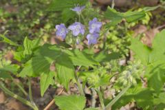 Appendaged Waterleaf, Hydrophyllum appendiculatum