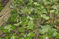 Appendaged Waterleaf, Hydrophyllum appendiculatum