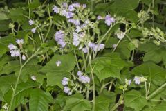 Appendaged Waterleaf, Hydrophyllum appendiculatum