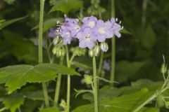 Appendaged Waterleaf, Hydrophyllum appendiculatum