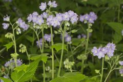 Appendaged Waterleaf, Hydrophyllum appendiculatum