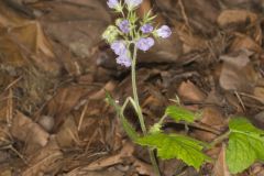 Appendaged Waterleaf, Hydrophyllum appendiculatum