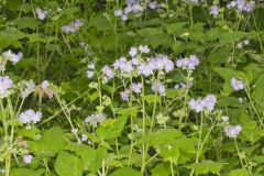 Appendaged Waterleaf, Hydrophyllum appendiculatum