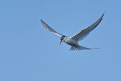 Arctic Tern, Sterna paradisaea