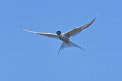 Arctic Tern, Sterna paradisaea