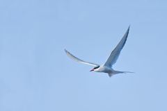 Arctic Tern, Sterna paradisaea