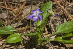 Arrowhead Violet, viola sagittata