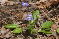 Arrowleaf Violet, Viola sagittata