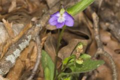 Arrowleaf Violet, Viola sagittata