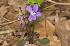 Arrowleaf Violet, Viola sagittata