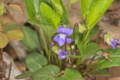 Arrowleaf Violet, Viola sagittata