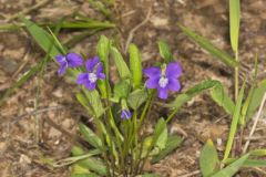 Arrowleaf Violet, Viola sagittata