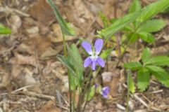 Arrowleaf Violet, Viola sagittata