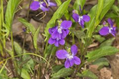 Arrowleaf Violet, Viola sagittata