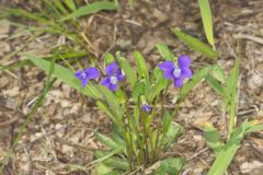 Arrowleaf Violet, Viola sagittata