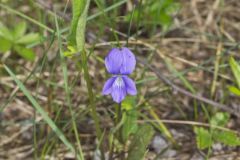 Arrowleaf Violet, Viola sagittata