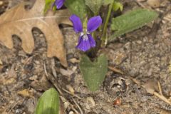 Arrowleaf Violet, Viola sagittata