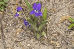 Arrowleaf Violet, Viola sagittata