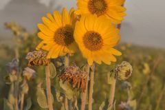 Ashy Sunflower, Helianthus Mollis