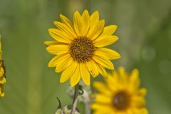 Ashy Sunflower, Helianthus Mollis