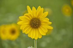 Ashy Sunflower, Helianthus Mollis