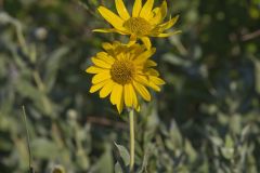 Ashy Sunflower, Helianthus mollis