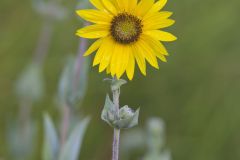 Ashy Sunflower, Helianthus mollis