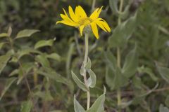 Ashy Sunflower, Helianthus mollis