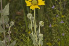 Ashy Sunflower, Helianthus mollis