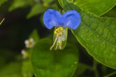 Asiatic Dayflower, Commelina communis