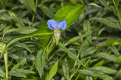 Asiatic Dayflower, Commelina communis