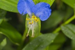 Asiatic Dayflower, Commelina communis