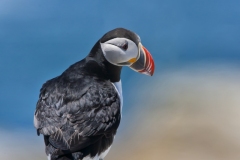 Atlantic Puffin, Fratercula arctica