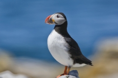 Atlantic Puffin, Fratercula arctica