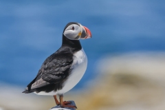 Atlantic Puffin, Fratercula arctica