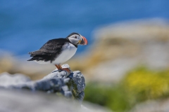 Atlantic Puffin, Fratercula arctica