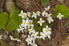 Azure Bluets, Hedyotis caerulea