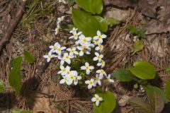 Azure Bluets, Hedyotis caerulea