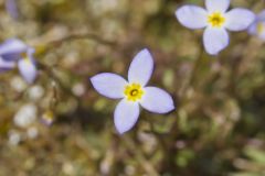 Azure Bluets, Hedyotis caerulea